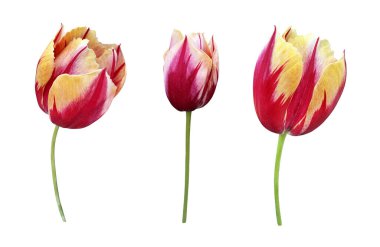 Kırmızı sarı çizgili laleler ilk bahar bahçesi çiçeklerini, kırpma yolu izole nesneleri, güzel tek bir bahar bitkisi, çiçekli tasarım elementi, dekor