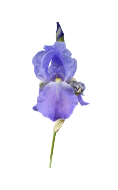 İris Germanica tomurcuk ve sapı seçici odaklı parlak açık mor bahçe çiçeği, kırpma yolu nesnesi, çiçek tasarımı öğesi, kart, davetiye, tatil dekorasyonu için tırman