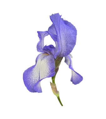 Parlak mor bahçe çiçeği, bitki yakın plan, kırpma yolu nesnesi olan kesik nesne, çiçekli tasarım elementi, dekor