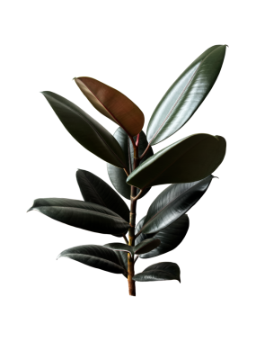 Ficus elastica yeşil yapraklı ev bitkisi, ev dekorasyonu, yaşam tarzı, botanik temalı tasarım, izole nesne yumuşak seçici odaklanma, kırpma yolu