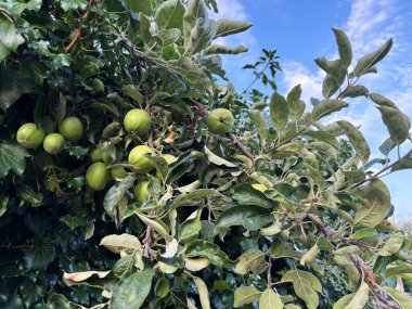 Ağaç dalındaki yeşil olgunlaşmamış elmalar, mavi gökyüzüne yakın yapraklar, hasat zamanı konsepti, yazın doğal arka plan, evin dışındaki bahçede meyve, seçici odak noktası