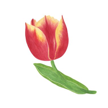 Saplı parlak kırmızı ve sarı lale çiçeği, yapraklar, el çizimi suluboya illüstrasyon, tek bir nesne, tebrik kartları, ambalaj, davetiyeler ve diğer tasarım amaçları için basit botanik süsü
