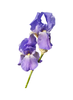 İris germanica iki başlı parlak mor bahçe çiçeği, sapı seçici odaklı yakın plan, kırpma yolu nesnesi, çiçek tasarımı öğesi, kart, davetiye, tatil dekorasyonu için tırman