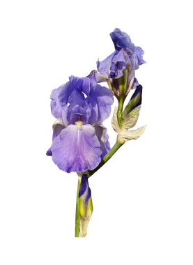 İris germanica iki başlı parlak mor bahçe çiçeği, sapı seçici odaklı yakın plan, kırpma yolu nesnesi, çiçek tasarımı öğesi, kart, davetiye, tatil dekorasyonu için tırman