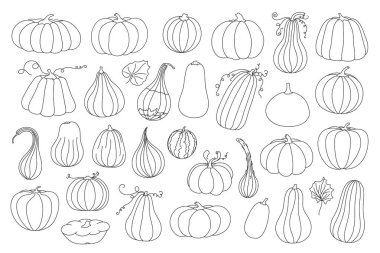 Balkabakları basit bir el çizimi çizimi resim çizimi çizimi, mevsimsel sonbahar için karalama sebzesi, sonbahar bayramı kutlama tasarımı, sağlıklı vejetaryen diyet malzemesi, Şükran Günü, Cadılar Bayramı klip malzemesi