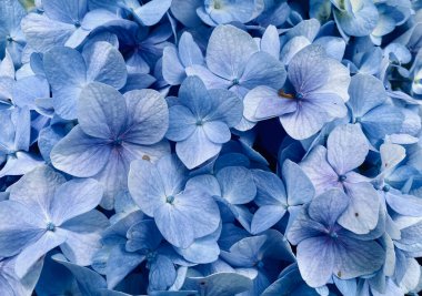 Dalat, Vietnam 'da güneşli bir günde ortanca çiçeğini kapattı..