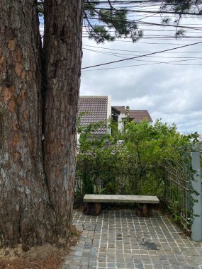 Dalat, Vietnam 'daki parkta kocaman bir ağacı olan boş bank..