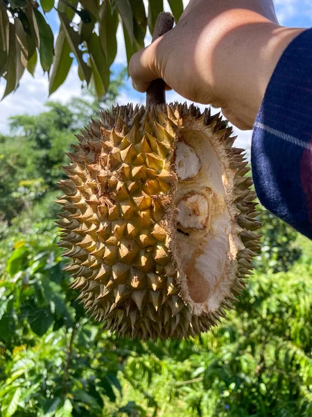 Mano Sosteniendo Fruta Duriana Granja Orgánica Bao Loc Vietnam —  Fotos de Stock