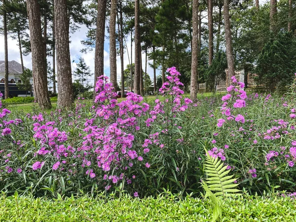 Flores Para Decorar Jardín Botánico Dalat Vietnam —  Fotos de Stock
