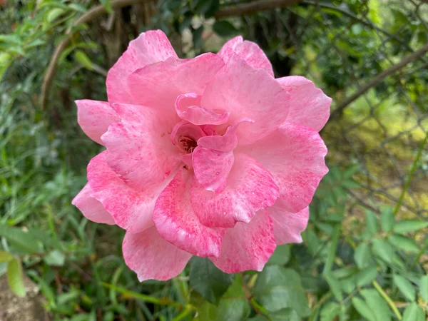 Квіти Троянди Цвітуть Весняний День Далаті Єтнам — стокове фото