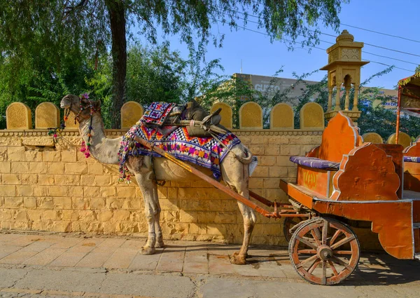 Jaisalmer Índia Novembro 2017 Camelo Espera Turista Rua Jaisalmer Antigo Imagem De Stock