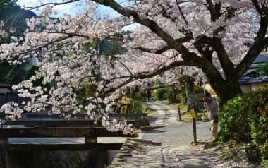 Kyoto, Japan - Apr 9, 2019. Cherry blossom landscape in Kyoto, Japan. Annual cherry blossom viewing (hanami) is an important cultural feature in Japan.