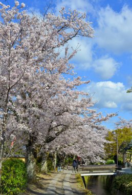 Kyoto, Japan - Apr 9, 2019. Cherry blossom landscape in Kyoto, Japan. Annual cherry blossom viewing (hanami) is an important cultural feature in Japan.