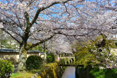 Kyoto, Japan - Apr 9, 2019. Cherry blossom landscape in Kyoto, Japan. Annual cherry blossom viewing (hanami) is an important cultural feature in Japan.