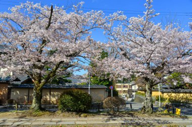 Cherry blossom landscape in Kyoto, Japan. Annual cherry blossom viewing (hanami) is an important cultural feature in Japan.
