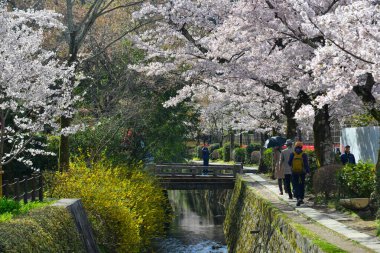 Kyoto, Japan - Apr 9, 2019. Cherry blossom landscape in Kyoto, Japan. Annual cherry blossom viewing (hanami) is an important cultural feature in Japan.