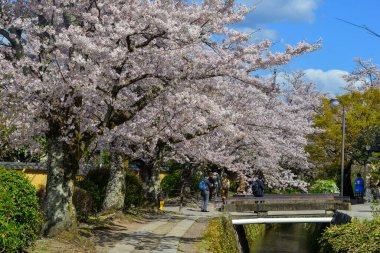 Kyoto, Japan - Apr 9, 2019. Cherry blossom landscape in Kyoto, Japan. Annual cherry blossom viewing (hanami) is an important cultural feature in Japan.