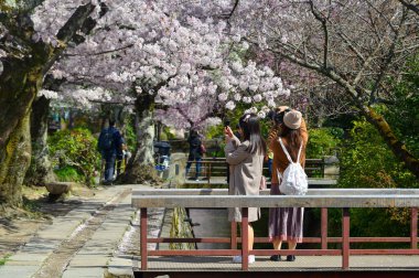 Kyoto, Japan - Apr 9, 2019. Cherry blossom landscape in Kyoto, Japan. Annual cherry blossom viewing (hanami) is an important cultural feature in Japan.