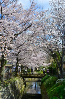 Kyoto, Japan - Apr 9, 2019. Cherry blossom landscape in Kyoto, Japan. Annual cherry blossom viewing (hanami) is an important cultural feature in Japan.