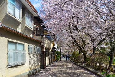Kyoto, Japan - Apr 9, 2019. Cherry blossom landscape in Kyoto, Japan. Annual cherry blossom viewing (hanami) is an important cultural feature in Japan.