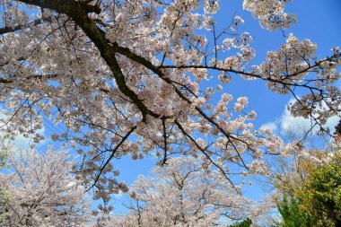 Cherry blossom landscape in Kyoto, Japan. Annual cherry blossom viewing (hanami) is an important cultural feature in Japan.