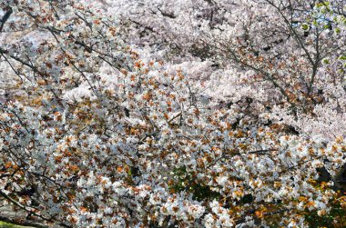 Cherry blossom landscape in Kyoto, Japan. Annual cherry blossom viewing (hanami) is an important cultural feature in Japan.