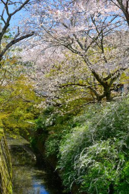 Cherry blossom landscape in Kyoto, Japan. Annual cherry blossom viewing (hanami) is an important cultural feature in Japan.