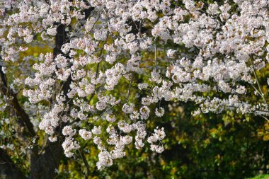 Cherry blossom landscape in Kyoto, Japan. Annual cherry blossom viewing (hanami) is an important cultural feature in Japan.