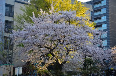 Cherry blossom landscape in Kyoto, Japan. Annual cherry blossom viewing (hanami) is an important cultural feature in Japan.