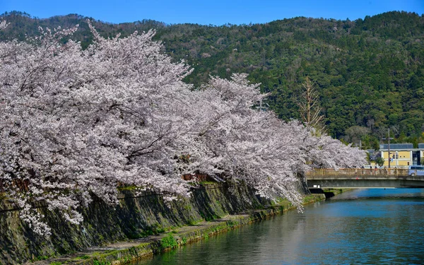 Cherry blossom landscape in Kyoto, Japan. Annual cherry blossom viewing (hanami) is an important cultural feature in Japan.