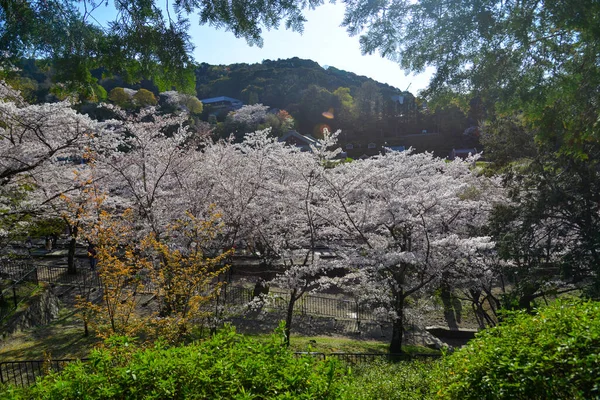 Cherry blossom landscape in Kyoto, Japan. Annual cherry blossom viewing (hanami) is an important cultural feature in Japan.