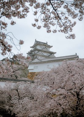 Himeji, Japonya - 10 Nisan 2019. Japonya 'nın Himeji Kalesi' nde kiraz çiçeği (sakura). Şato (inşa edilen 1333) Japonya 'daki ortaçağ şatosu mimarisinin en iyi korunmuş örneği olarak yer almaktadır..