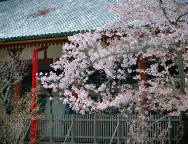 Japonya, Nara Park 'ta kiraz çiçeği manzarası (hanami). Nara Parkı ünlü tarihi ve kültürel miras alanlarına bitişiktir..
