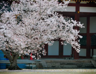 Japonya, Nara Park 'ta kiraz çiçeği manzarası (hanami). Nara Parkı ünlü tarihi ve kültürel miras alanlarına bitişiktir..