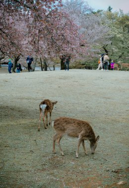 Nara, Japonya - 11 Nisan 2019. Kiraz çiçeği mevsiminde Nara Parkı 'nın (Japonya) tadını çıkaran vahşi geyik.