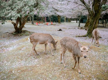 Kiraz çiçeği mevsiminde Nara Parkı 'nın (Japonya) tadını çıkaran vahşi geyik.