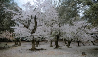 Japonya, Nara Park 'ta kiraz çiçeği manzarası (hanami). Nara Parkı ünlü tarihi ve kültürel miras alanlarına bitişiktir..