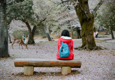 Nara, Japonya - 11 Nisan 2019. Japonya, Nara Park 'ta kiraz çiçeklerinin tadını çıkaran bir kadın..