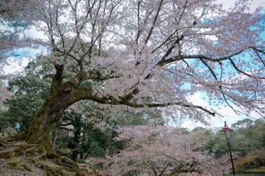 Japonya, Nara Park 'ta kiraz çiçeği manzarası (hanami). Nara Parkı ünlü tarihi ve kültürel miras alanlarına bitişiktir..