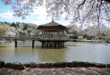 Nara, Japonya - 11 Nisan 2019. Nara Parkı 'ndaki (Japonya) kiraz çiçekleriyle Sagiike Gölü üzerinde yüzen altıgen çardak.).