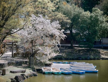 Japonya, Nara Park 'ta kiraz çiçeği manzarası (hanami). Nara Parkı ünlü tarihi ve kültürel miras alanlarına bitişiktir..