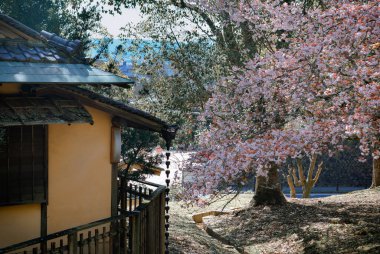 Japonya, Nara Park 'ta kiraz çiçeği manzarası (hanami). Nara Parkı ünlü tarihi ve kültürel miras alanlarına bitişiktir..
