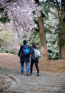 Nara, Japonya - 11 Nisan 2019. İnsanlar Japonya 'daki Nara Park' ta kiraz çiçeklerinin (hanami) tadını çıkarırlar. Nara Parkı ünlü tarihi ve kültürel miras alanlarına bitişiktir..