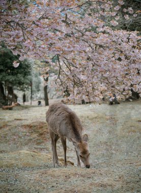 Kiraz çiçeği mevsiminde Nara Parkı 'nın (Japonya) tadını çıkaran vahşi geyik.