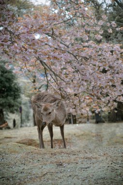 Kiraz çiçeği mevsiminde Nara Parkı 'nın (Japonya) tadını çıkaran vahşi geyik.