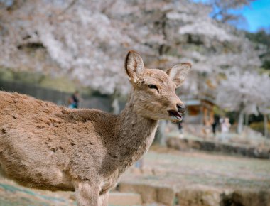 Kiraz çiçeği mevsiminde Nara Parkı 'nın (Japonya) tadını çıkaran vahşi geyik.