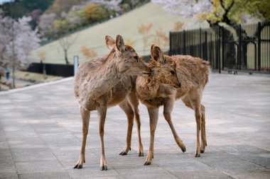 Kiraz çiçeği mevsiminde Nara Parkı 'nın (Japonya) tadını çıkaran vahşi geyik.