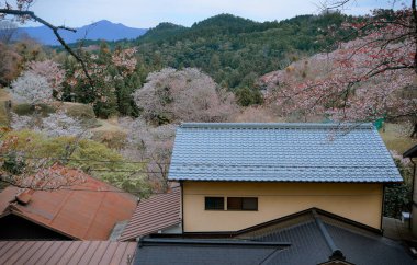 Yoshino Park, Nara, Japonya 'da kiraz çiçekleri (sakura). Japonya 'da kiraz çiçekleri en yoğun mevsimlerine Mart sonu ile Nisan ayı arasında ulaşır..