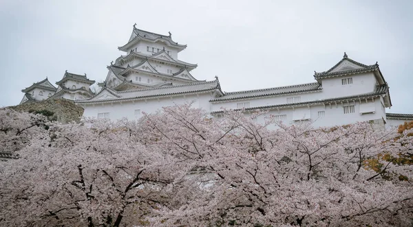 Himeji Japón Abril 2019 Flor Cerezo Sakura Castillo Himeji Japón — Foto de Stock
