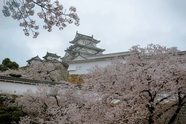 Himeji Japón Abril 2019 Flor Cerezo Sakura Castillo Himeji Japón — Foto de Stock